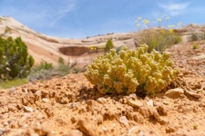 Çölün Bitki Örtüsü ve Bitki Çeşitliliği
