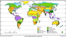 Dünya Bitki Örtüsü Çeşitliliği